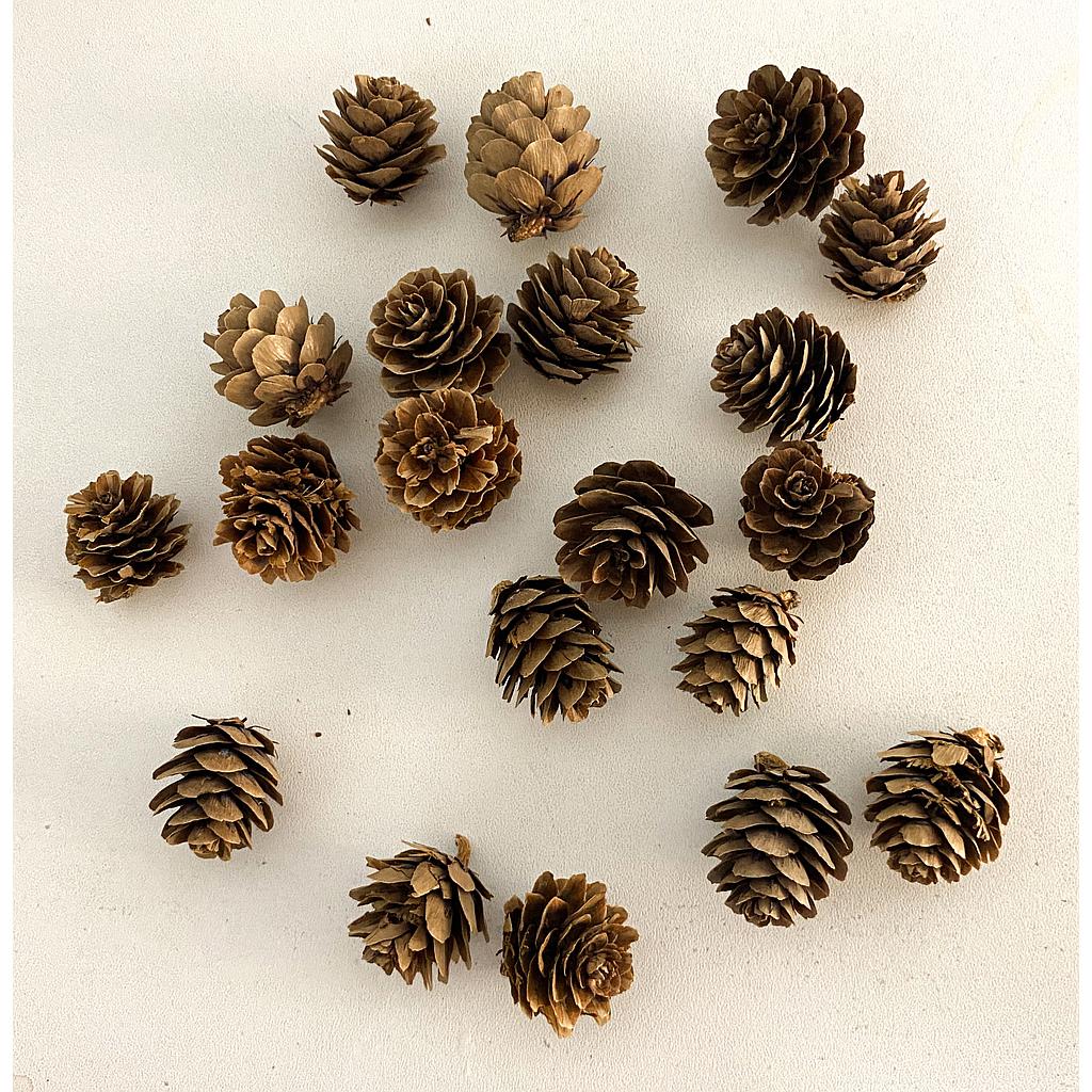 MINI PINAS NAVIDENA 20PZS EP81111447