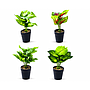PLANTA ARTIFICIAL AGLAONEMAS VARIOS COLORES CON MACETA F24645 (20cm)